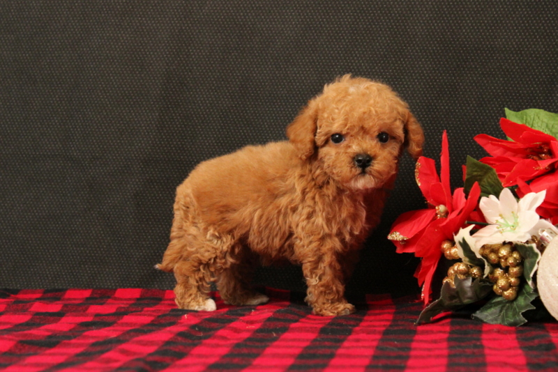 puppy, for, sale, Cavapoo, Matthew B. Stoltzfus, dog, breeder, Gap, PA, dog-breeder, puppy-for-sale, forsale, nearby, find, puppyfind, locator, puppylocator, aca